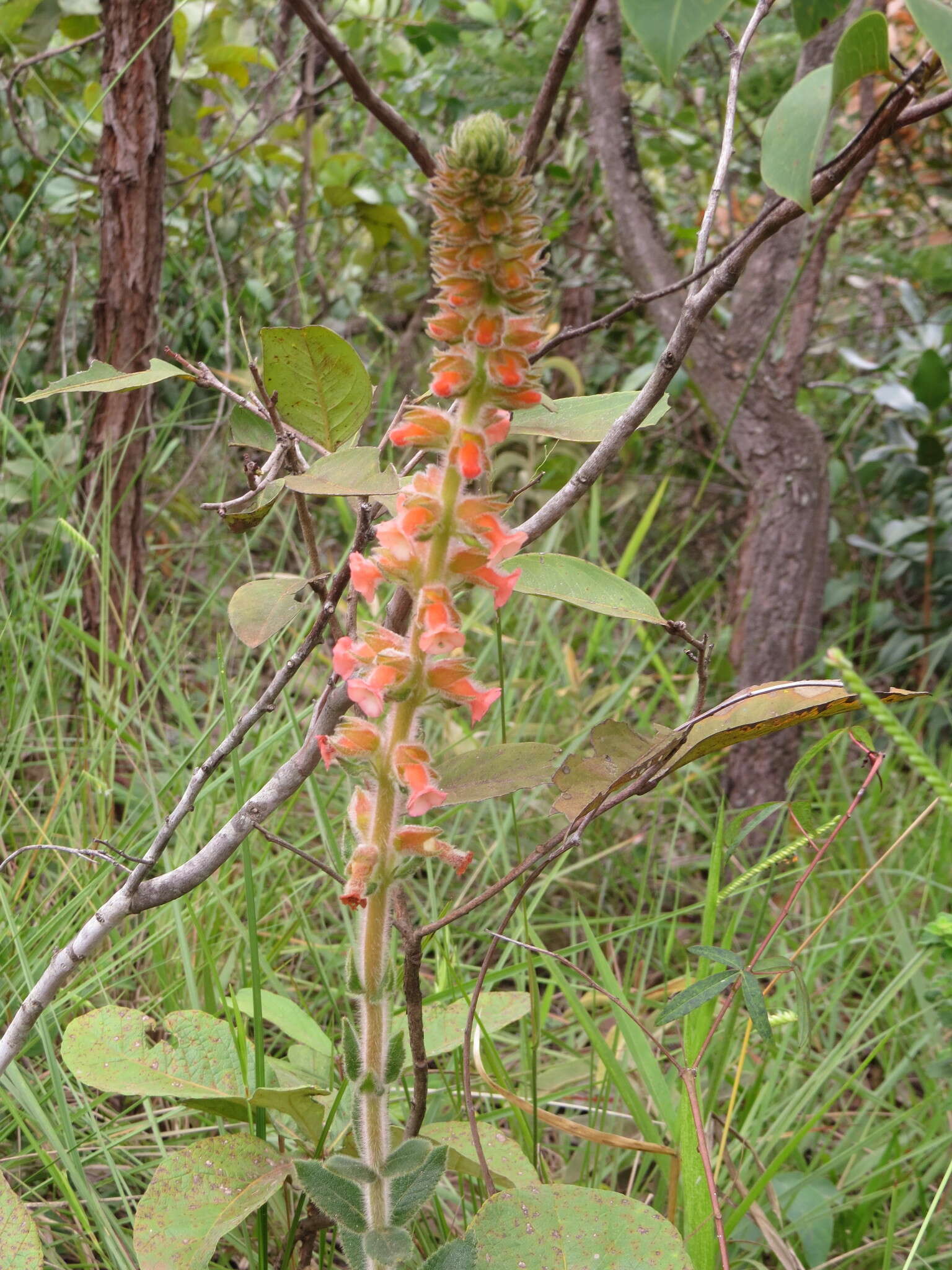 Image of Sinningia allagophylla (Mart.) Wiehler