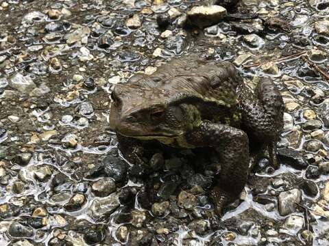 Image of Japanese Common Toad