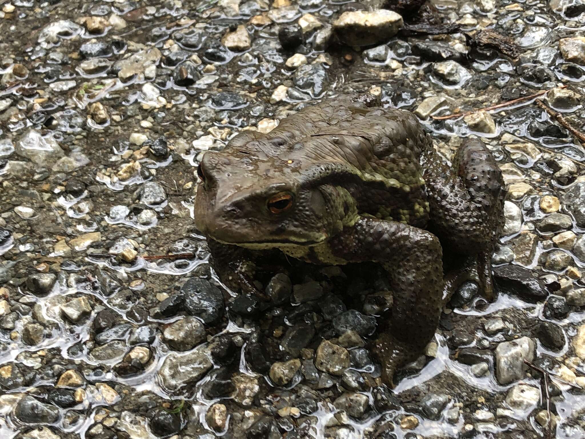 Sivun Bufo japonicus Temminck & Schlegel 1838 kuva