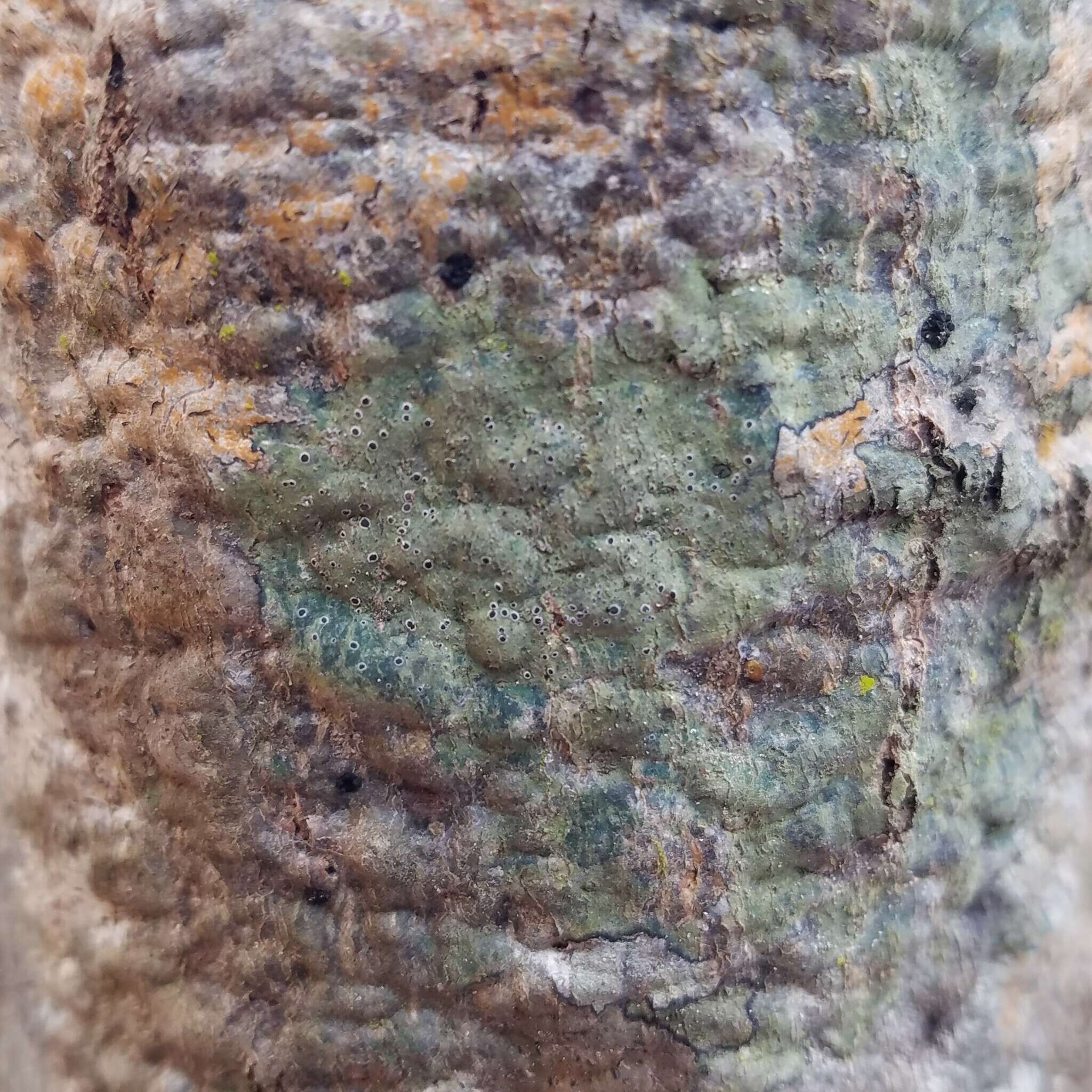 Image of byssoloma lichen