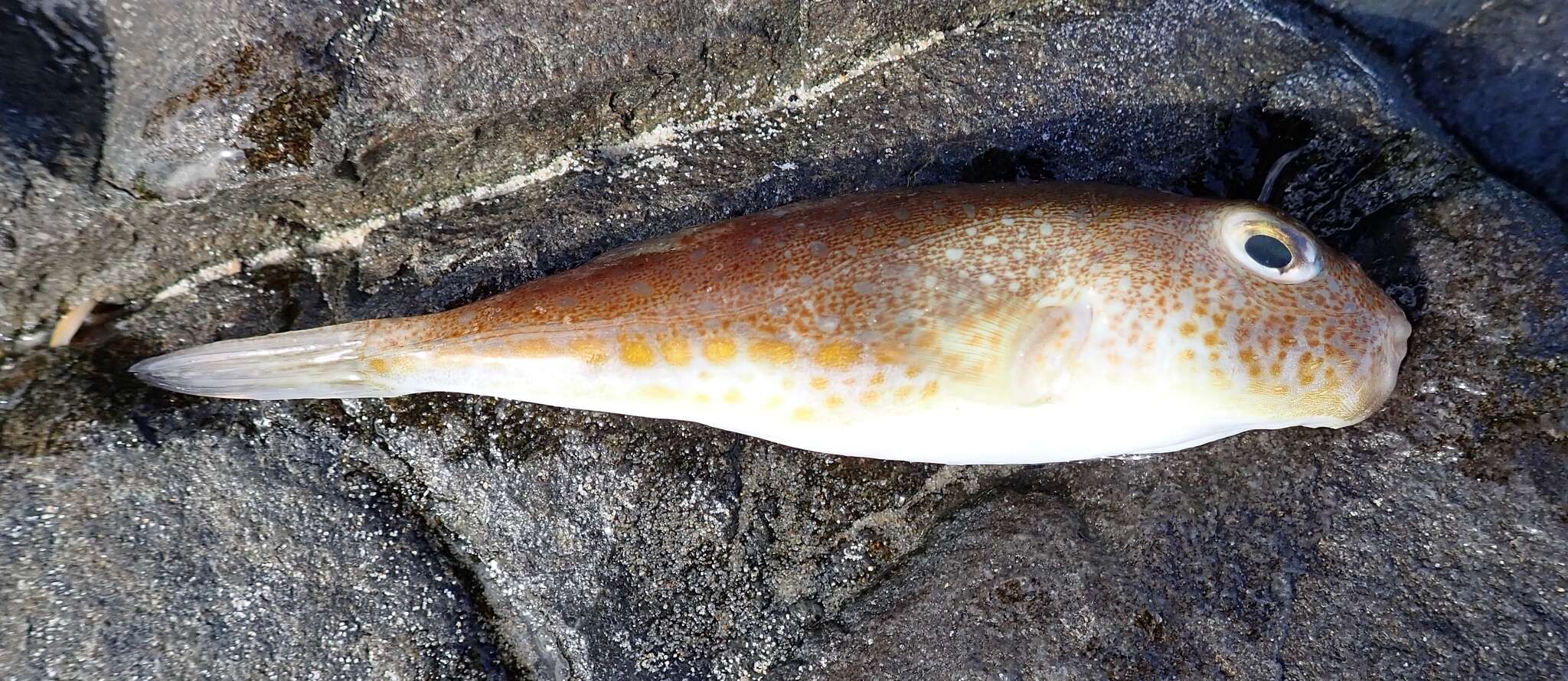 Image of Highfin toadfish