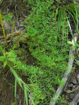 Image of Illinois pinweed