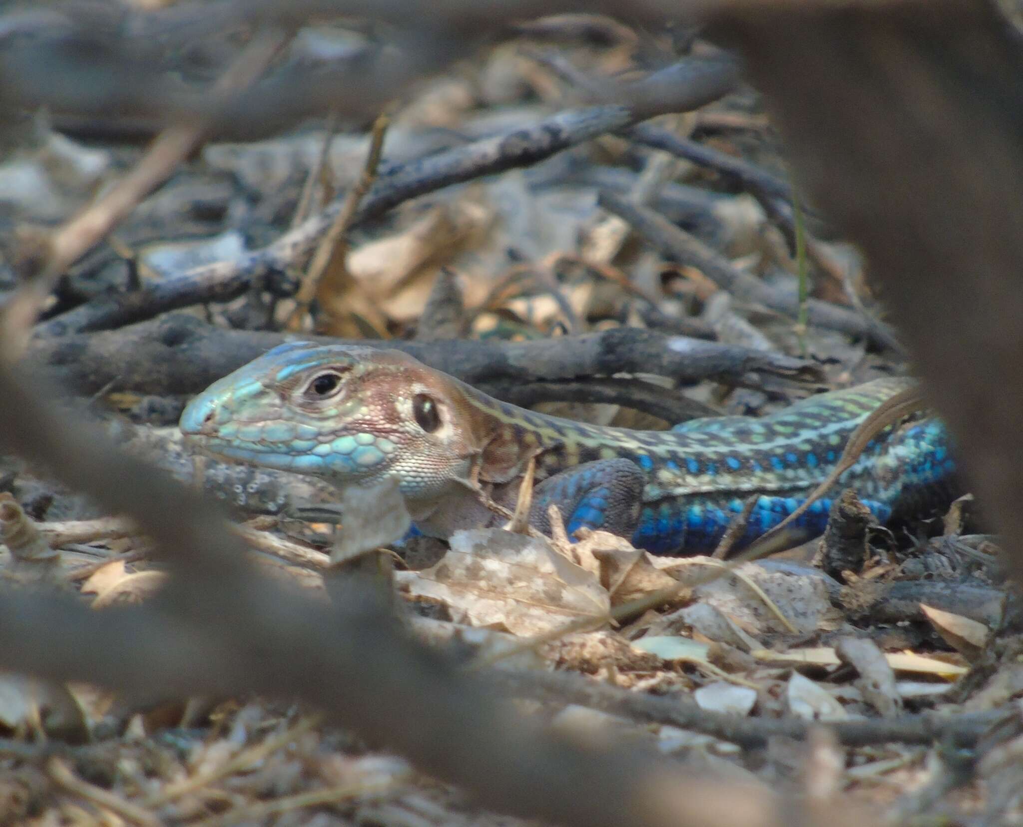 Image of Four-toed tegus