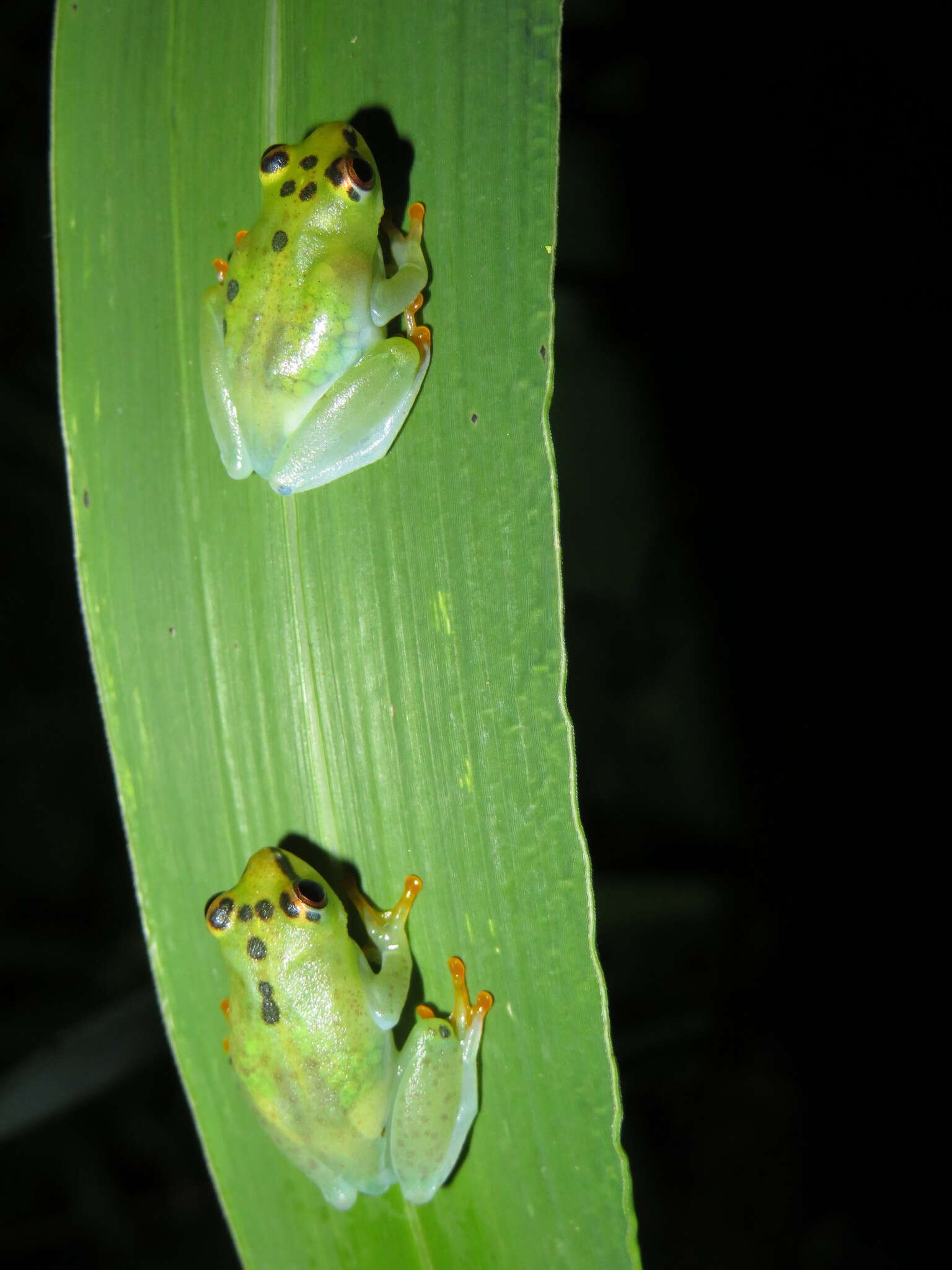 Image of Water Lily Frog