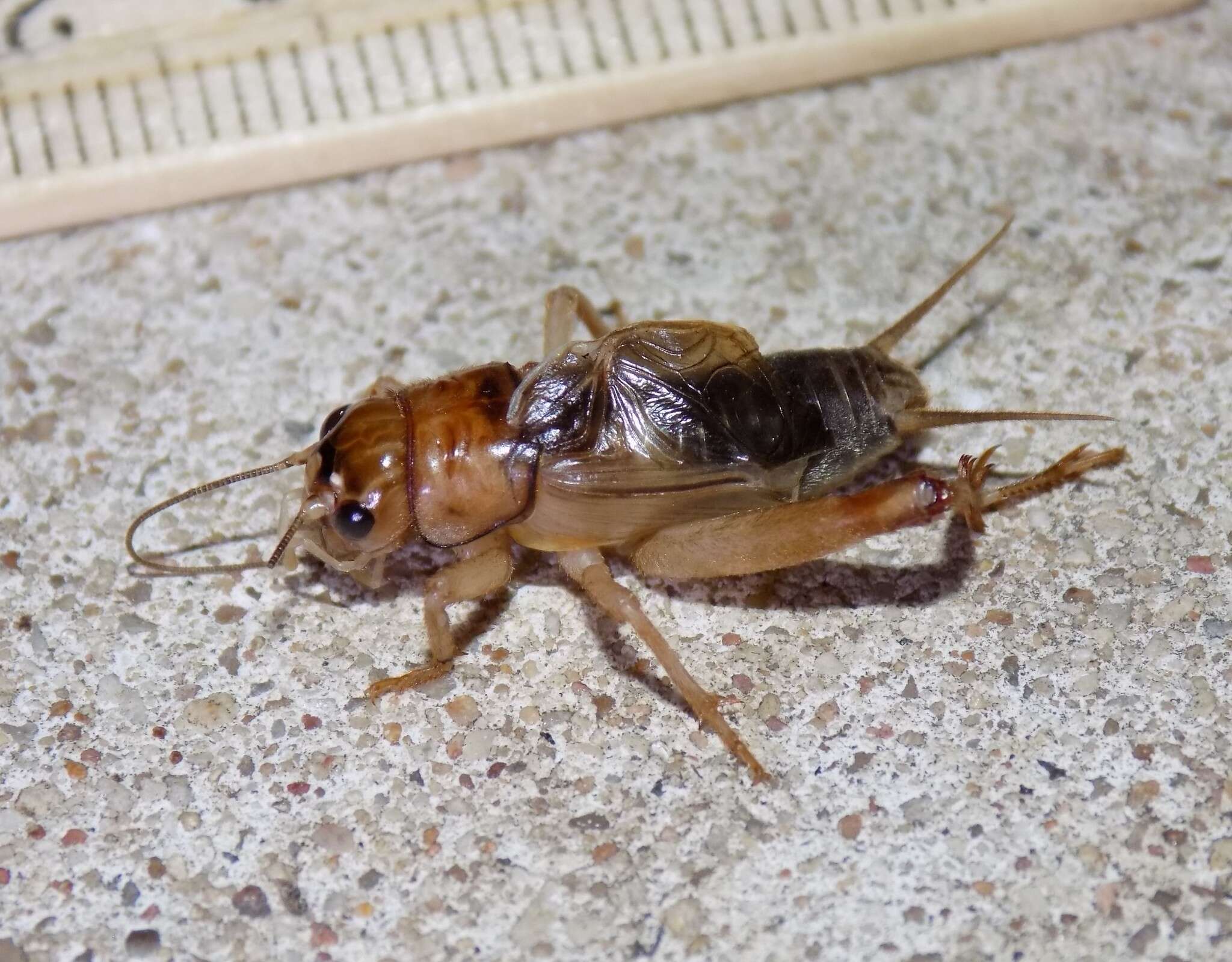 Image of Common Short-tailed Cricket