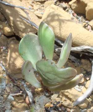 Image of Adromischus liebenbergii Hutchison