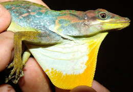 Image of Anolis kunayalae Hulebak, Poe, Ibáñez & Williams 2007