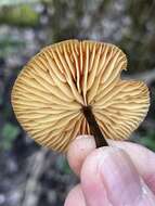 Image of Flammulina rossica Redhead & R. H. Petersen 1999