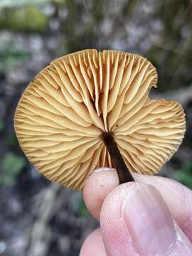 Image of Flammulina rossica Redhead & R. H. Petersen 1999