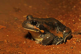 Image of Giant Banjo Frog