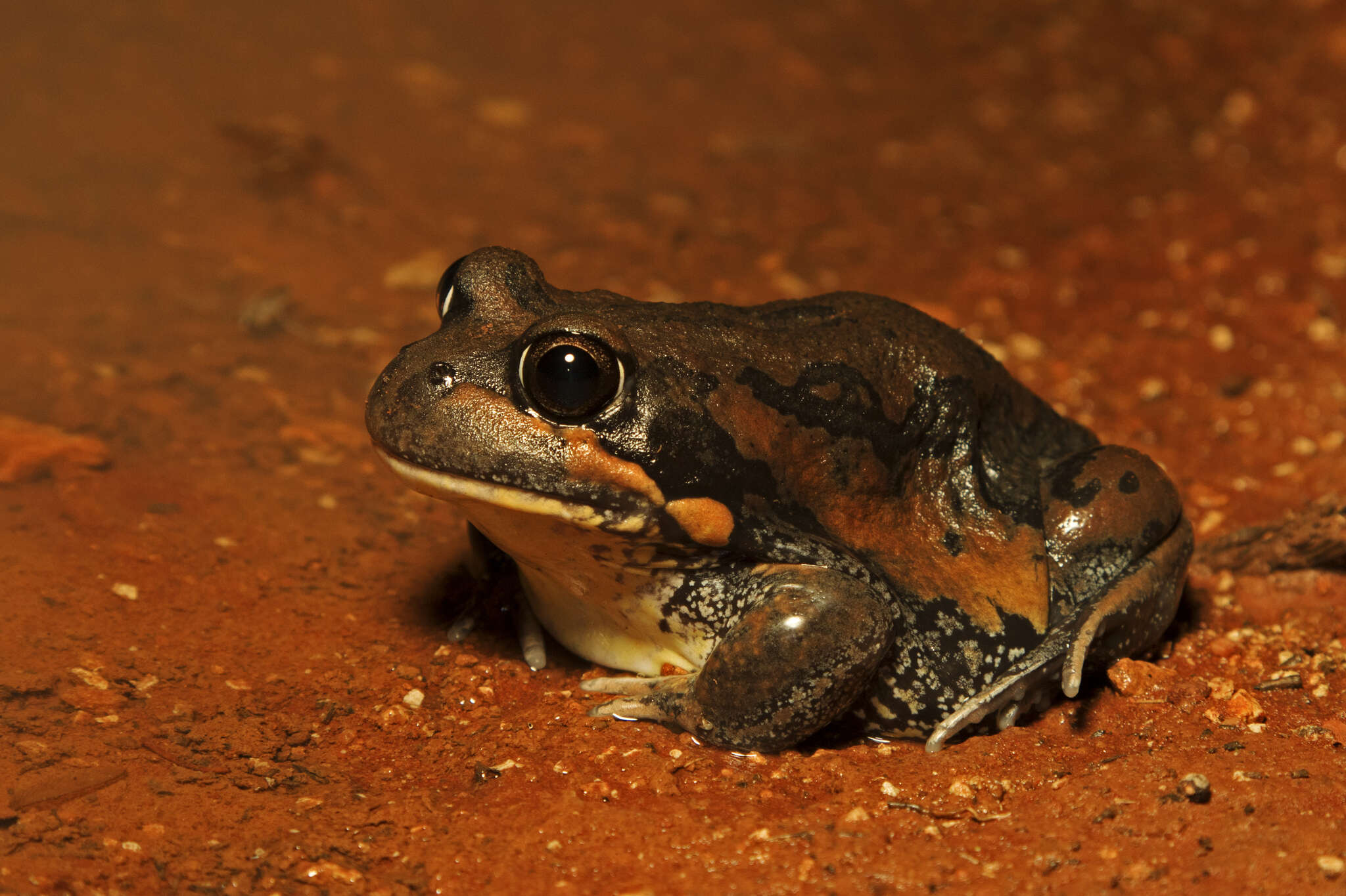 Image of Giant Banjo Frog