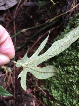 Image of Aristolochia cucurbitifolia Hayata