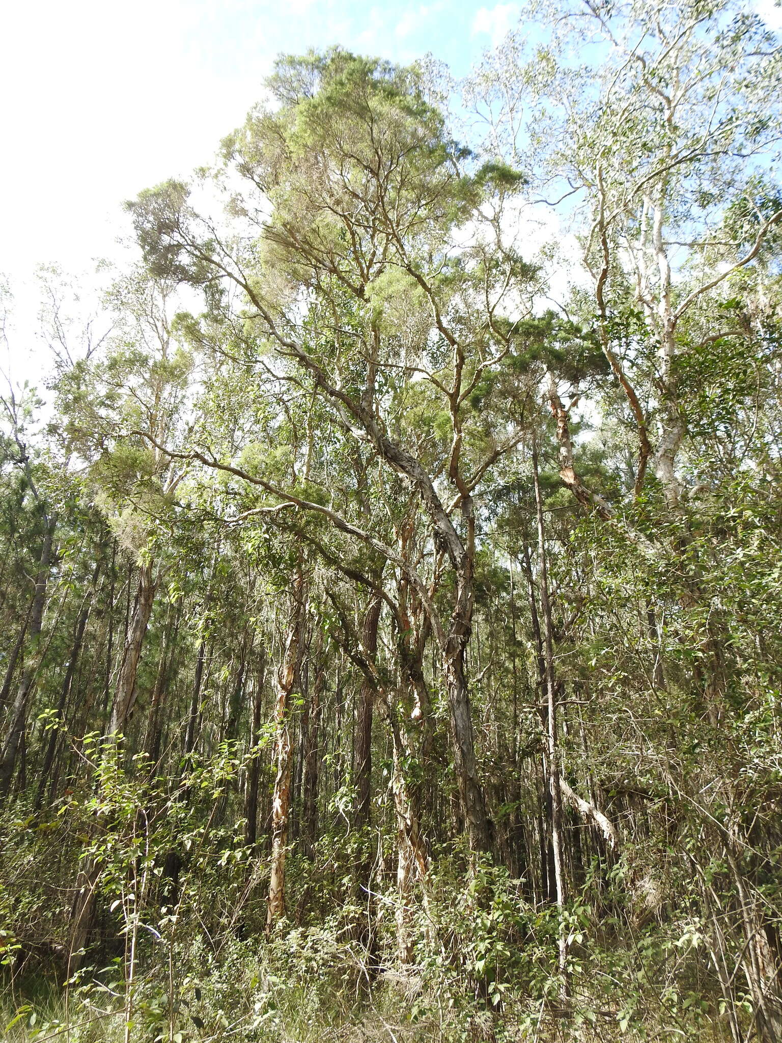 Image of cajeput tree