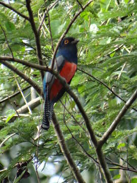 Image of Blue-crowned Trogon