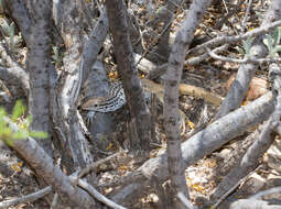 Image of Rusty-rumped Whiptail