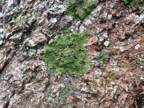 Image of fringed lichen