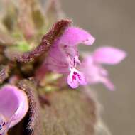 Image of purple archangel