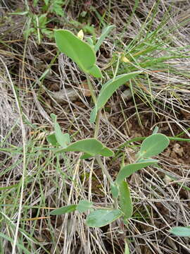 Image of yellow crownvetch