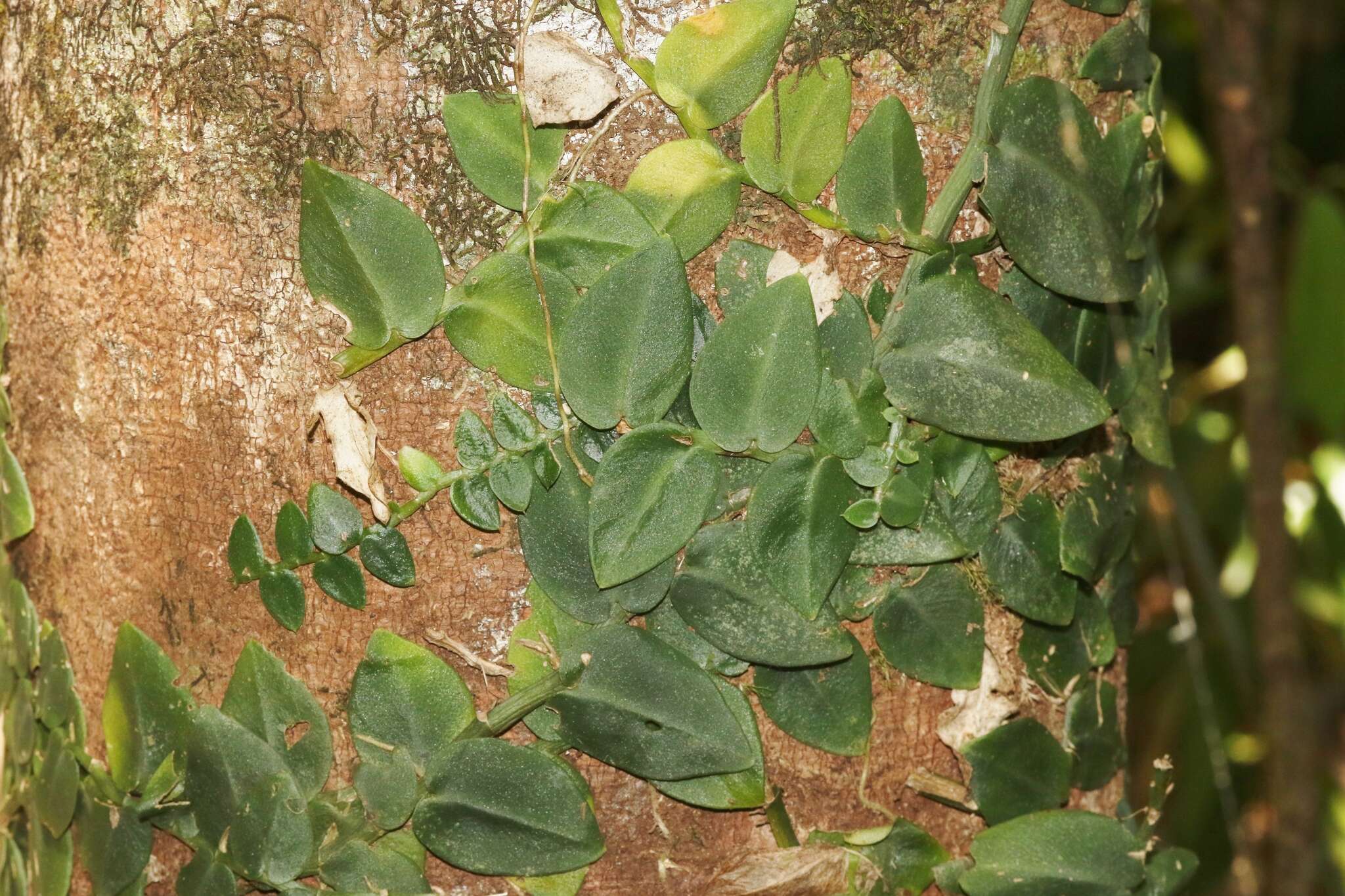 Image of Rhaphidophora hayi P. C. Boyce & Bogner