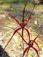 Image de Caladenia filifera Lindl.