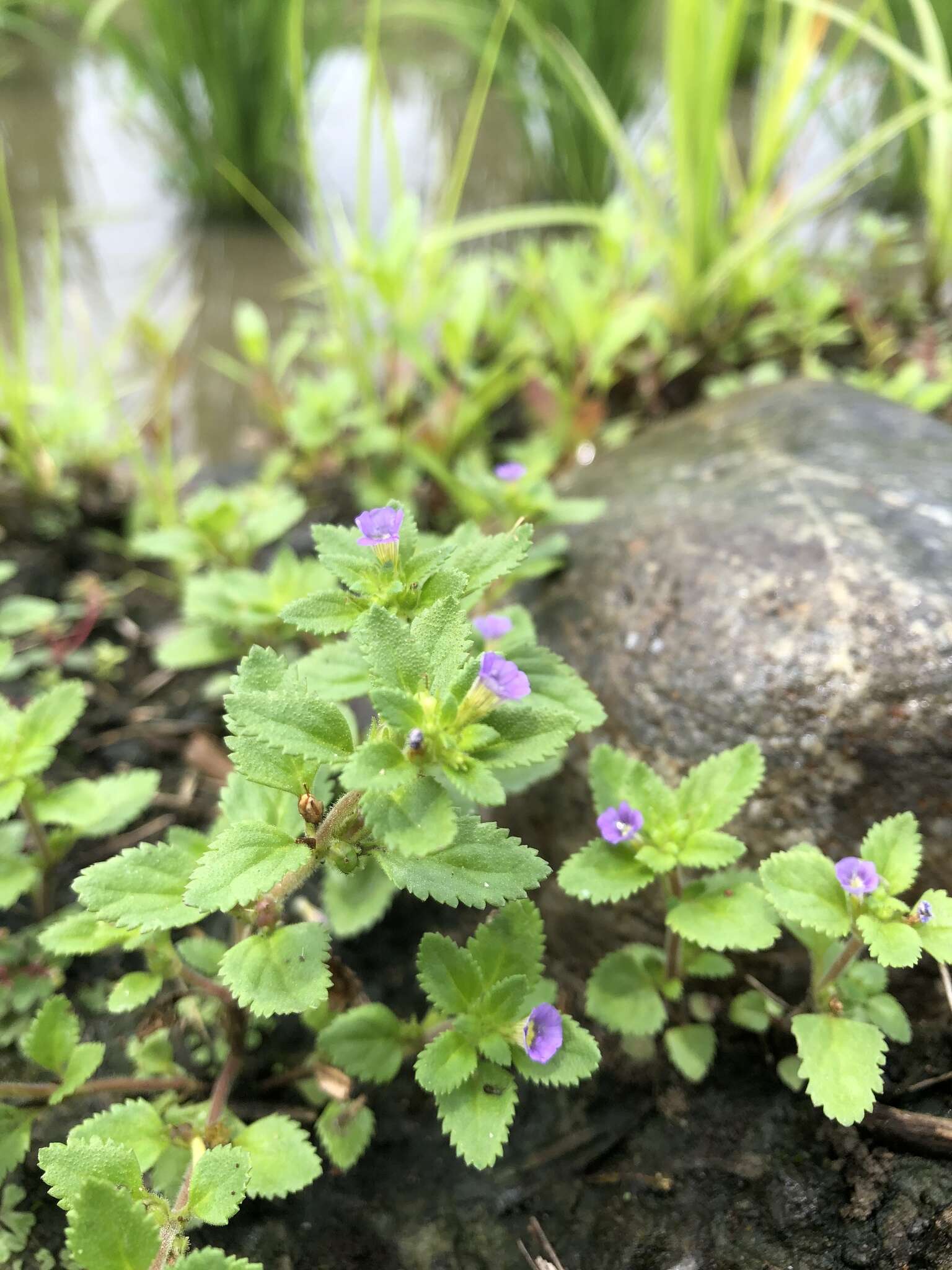 Слика од Stemodia verticillata (Mill.) Hassler