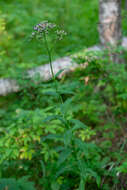 Image of Saussurea parviflora (Poir.) DC.