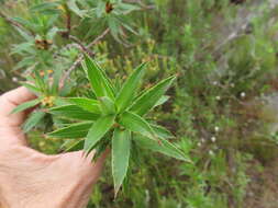 Image of Cliffortia lanceolata Weim.