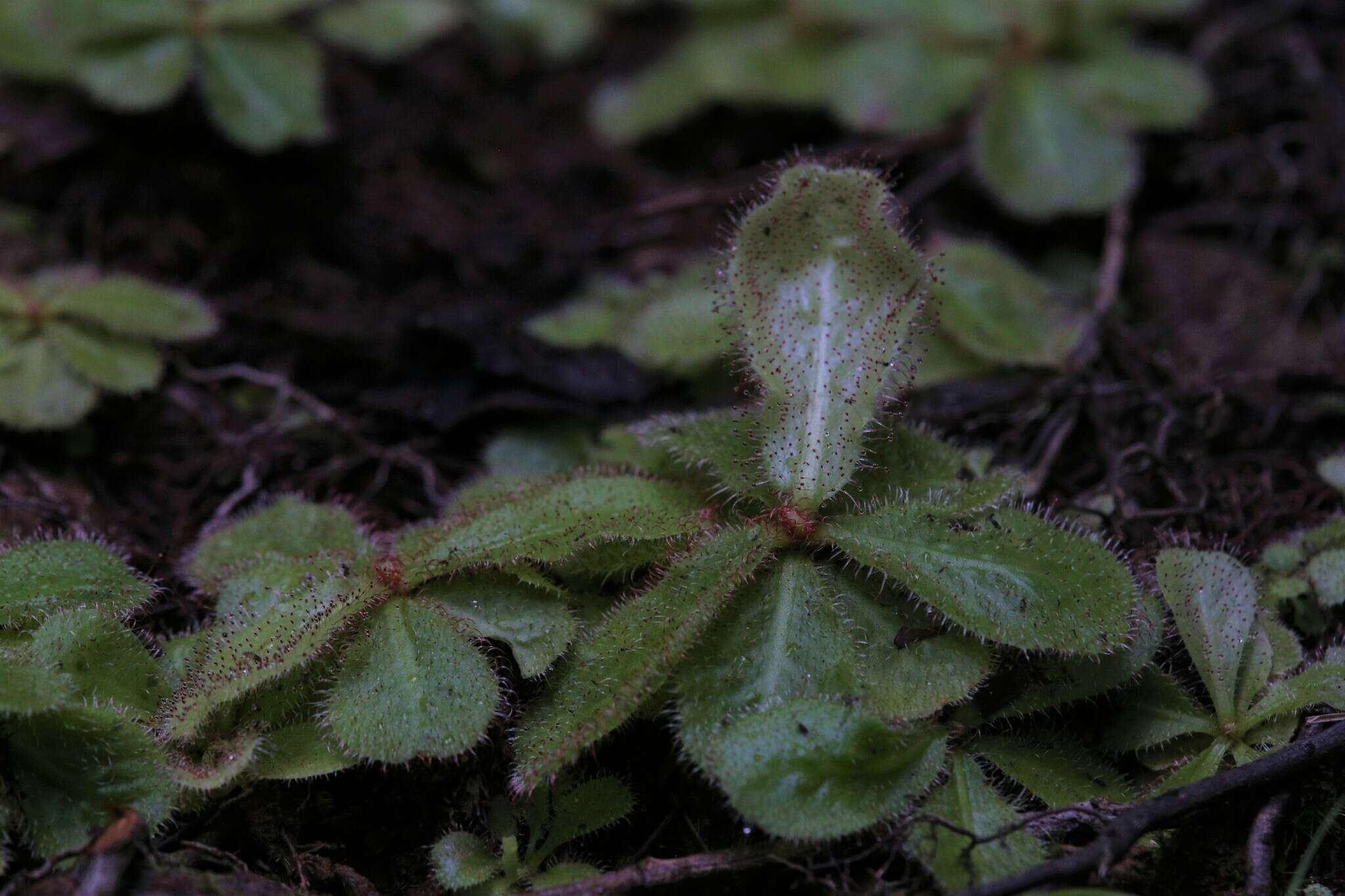 Image of Sundew