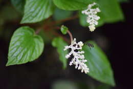 Image of Plebeia fulvopilosa Ayala 1999