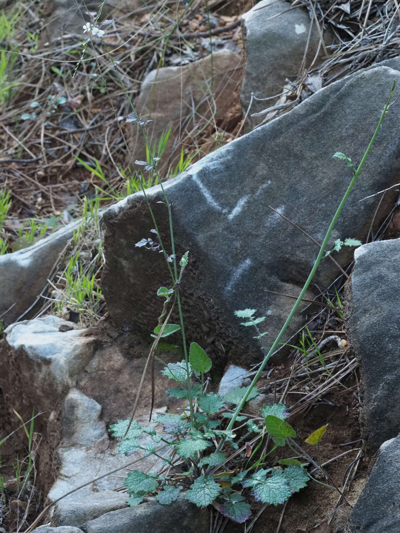 Image of Crambe filiformis Jacq.