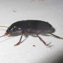 Image of Harpalus (Pseudoophonus) katiae F. Battoni 1985