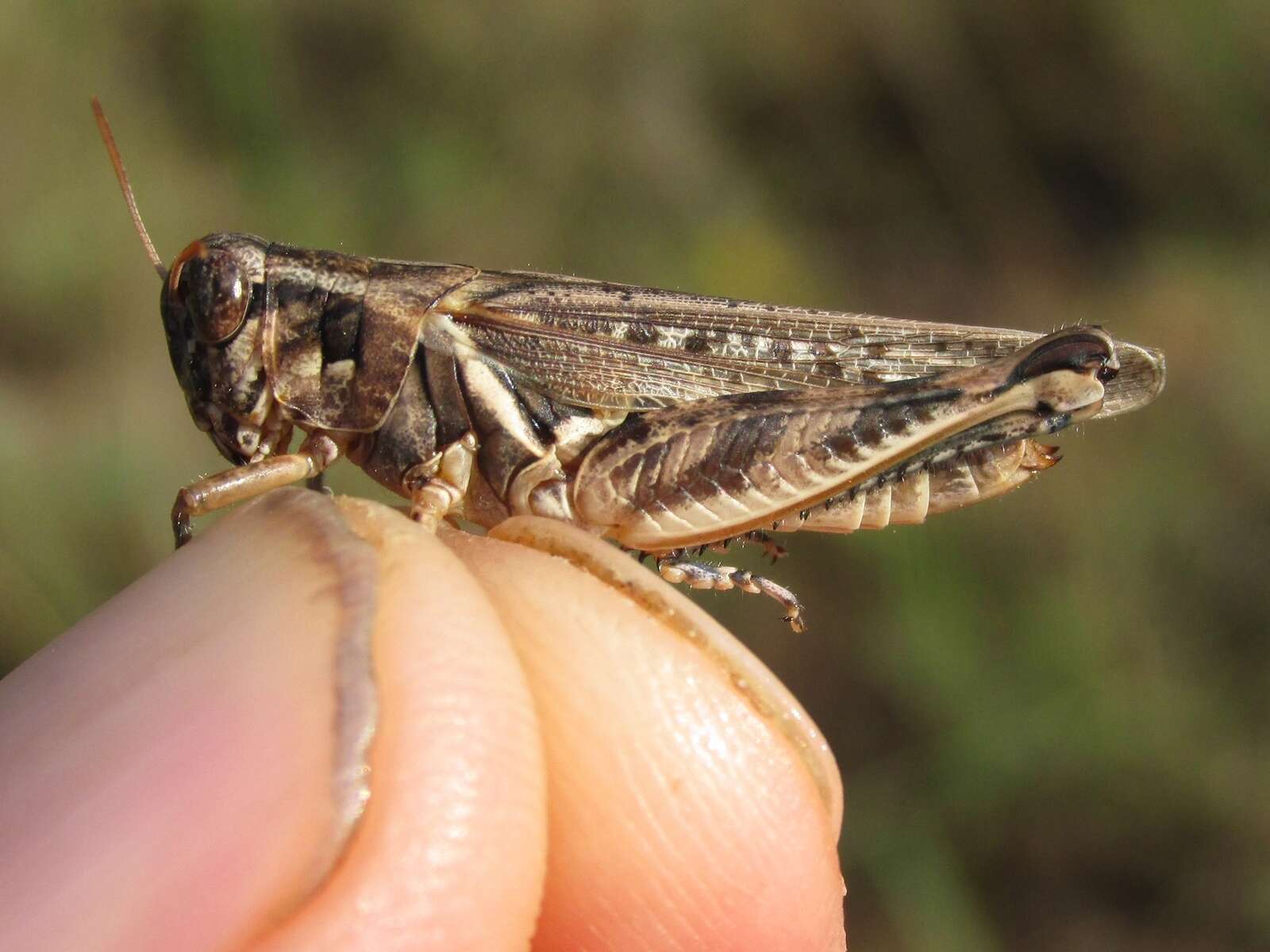 Слика од Melanoplus bispinosus Scudder & S. H. 1897