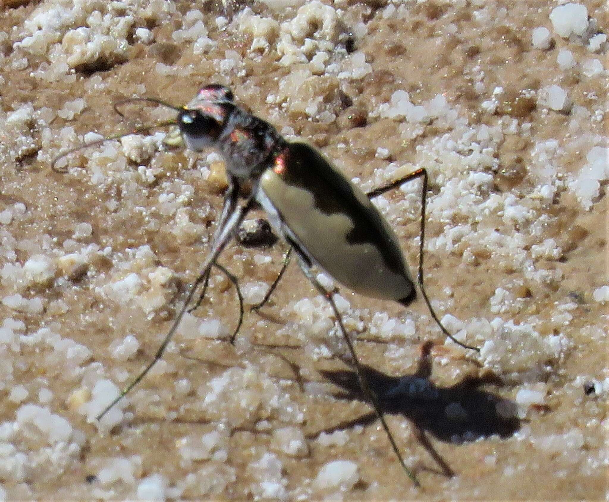 Image of Eunota togata globicollis (Casey 1913)