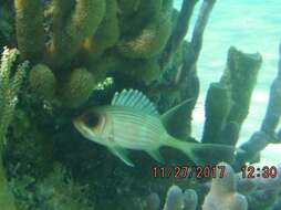 Image of Longspine Squirrelfish