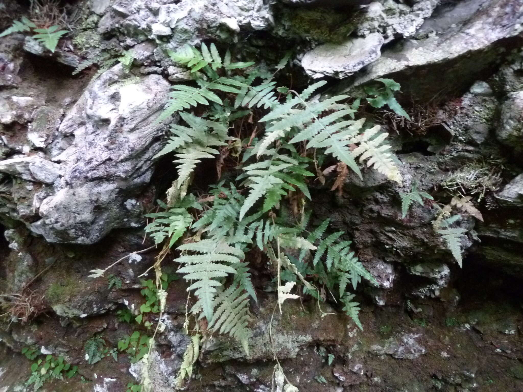 Image of Blotiella reducta (C. Chr.) R. Tryon