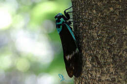 Image of Formotosena seebohmi (Distant 1904)