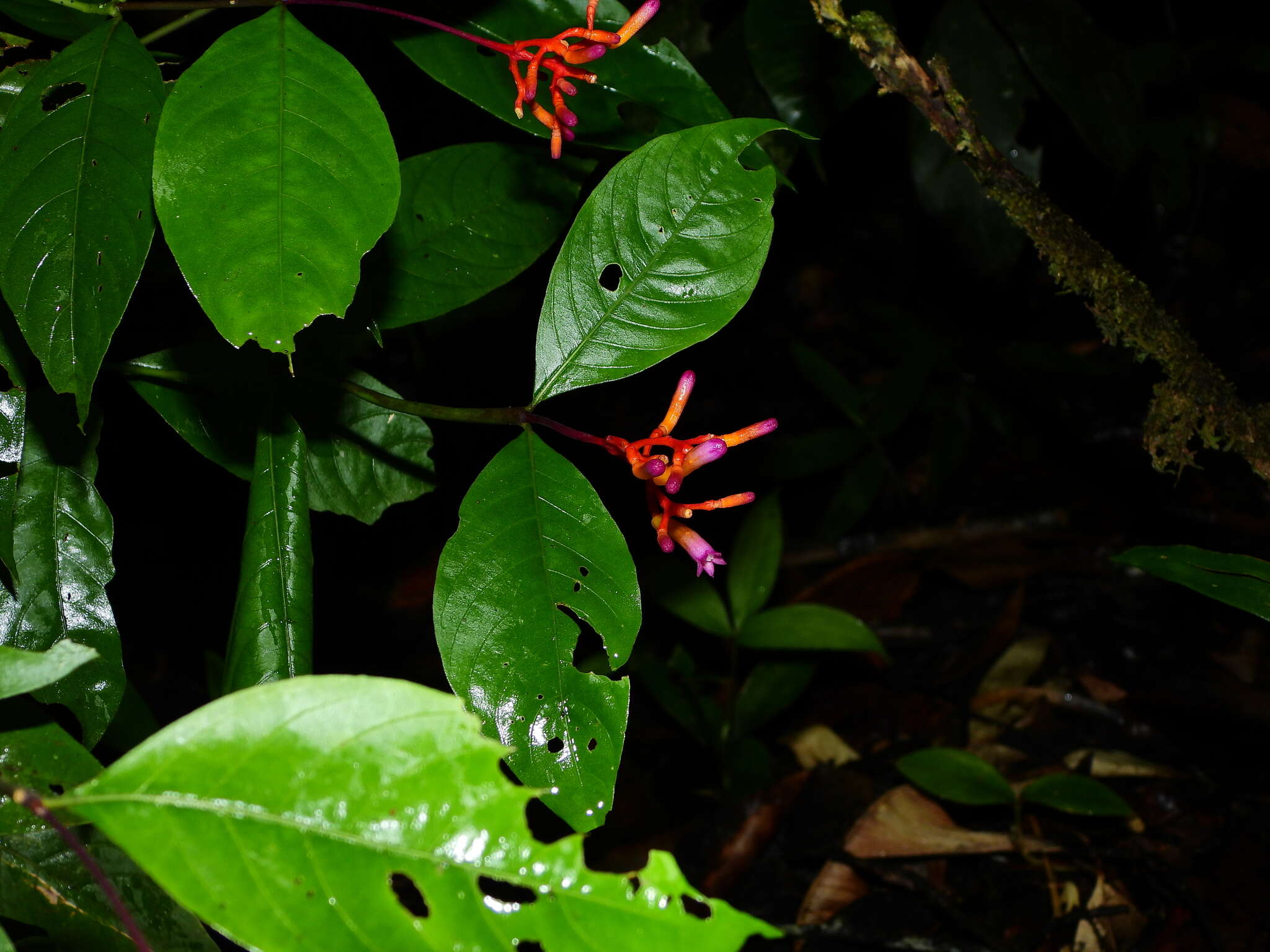 Image of Palicourea longiflora DC.