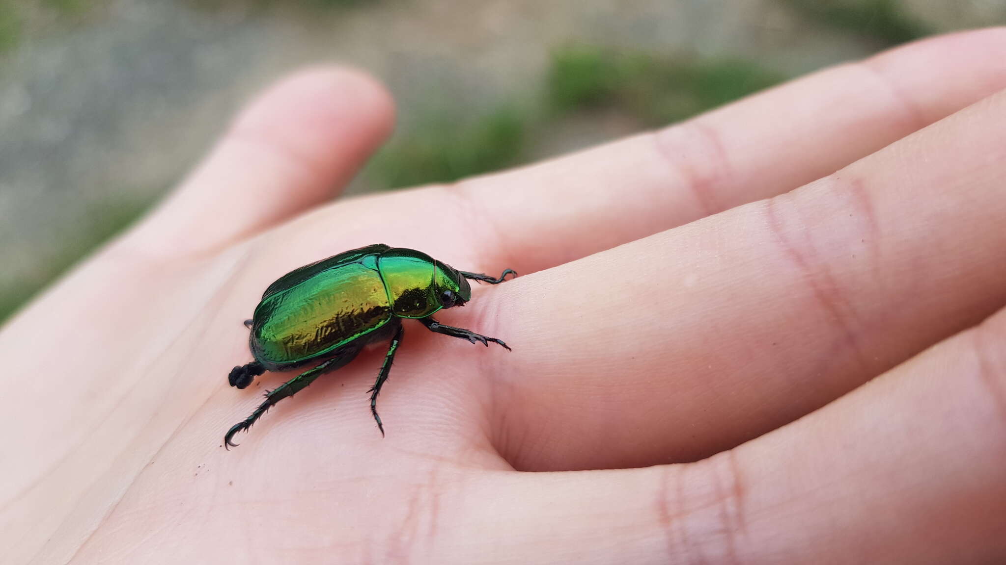 Mimela splendens (Gyllenhal 1817) resmi