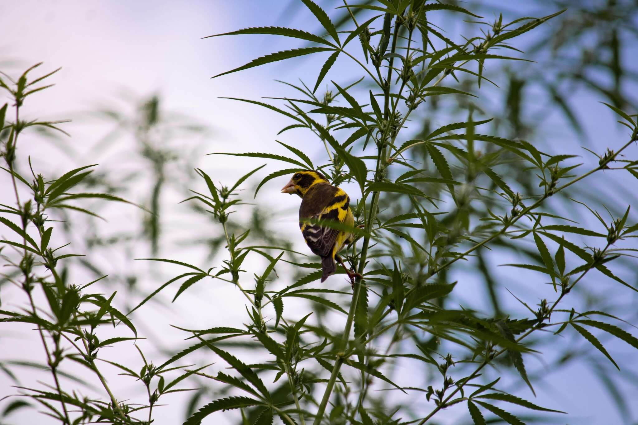 Image of Yellow-breasted Greenfinch