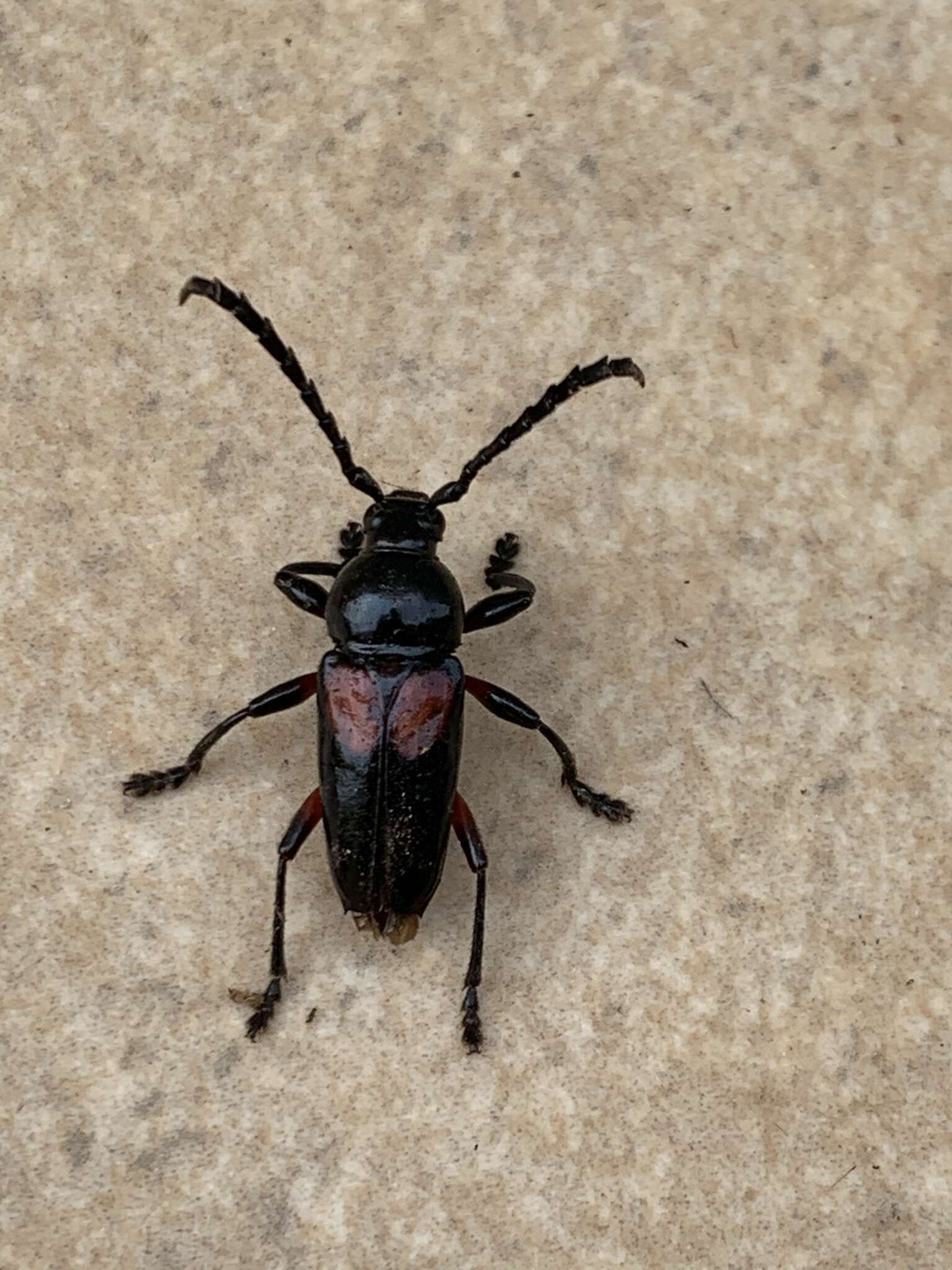 Image of Lissonotus ephippiatus Bates 1870