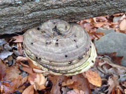 Image of Artist's fungus