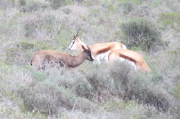 Image of Black Springbok