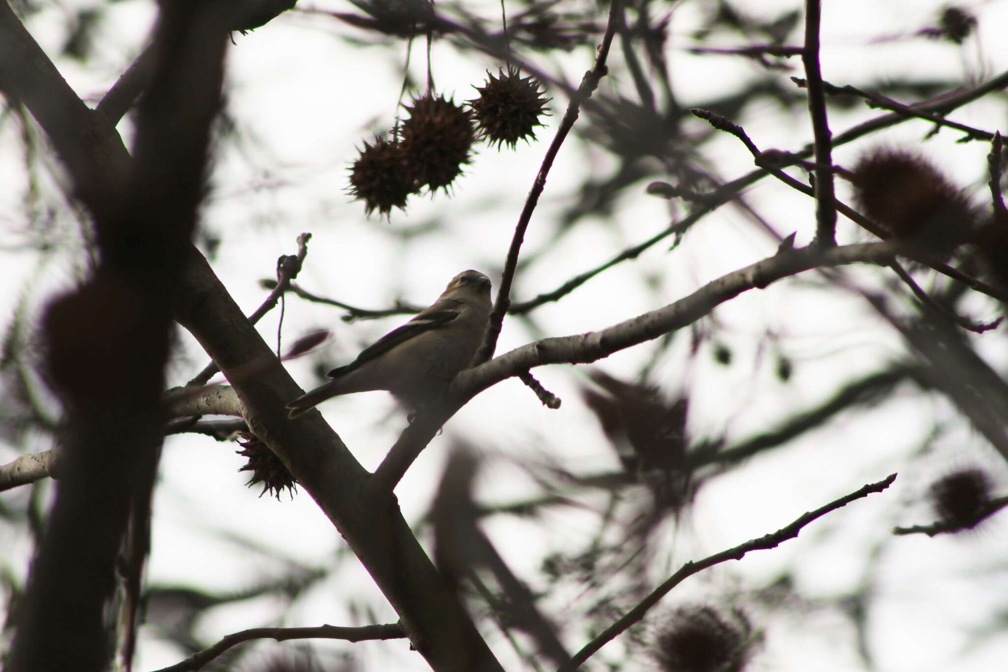 Image of Spinus tristis tristis (Linnaeus 1758)