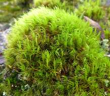 Image of Broom Moss