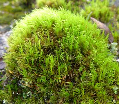 Image of Broom Moss