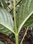 Imagem de Staphylea occidentalis subsp. occidentalis