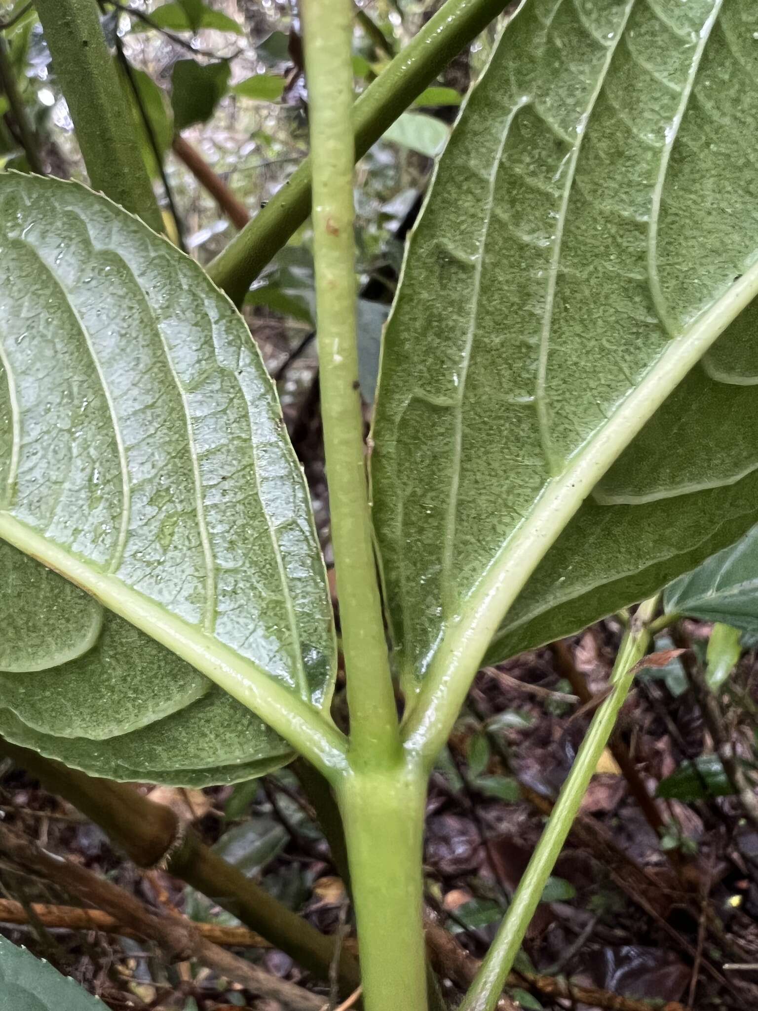 Image de Staphylea occidentalis subsp. occidentalis