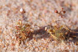 صورة Drosera nitidula subsp. omissa (Diels) N. Marchant & Lowrie