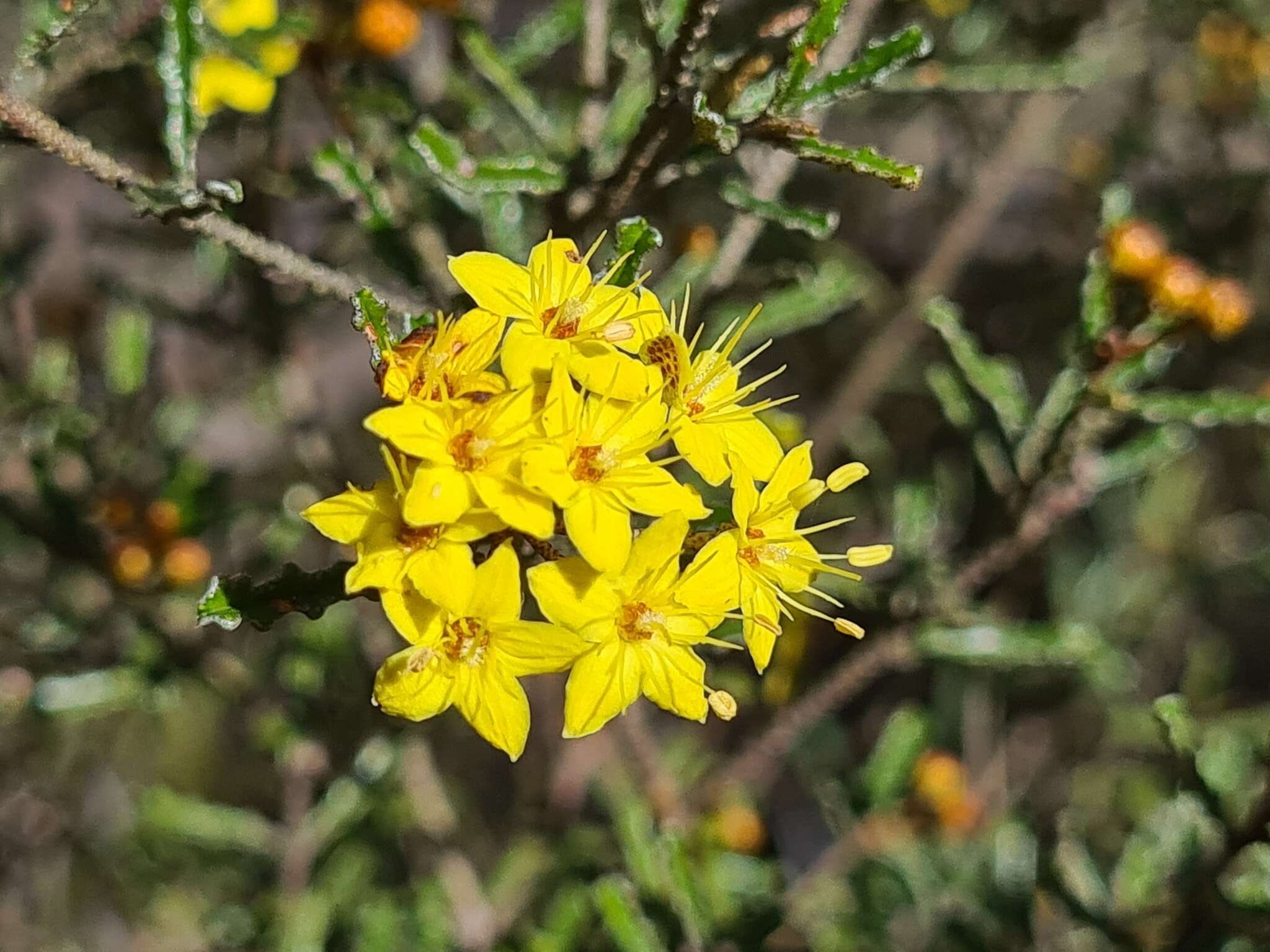 Image de Phebalium bullatum J. M. Black