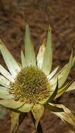 Image of Eryngium cymosum Delar.